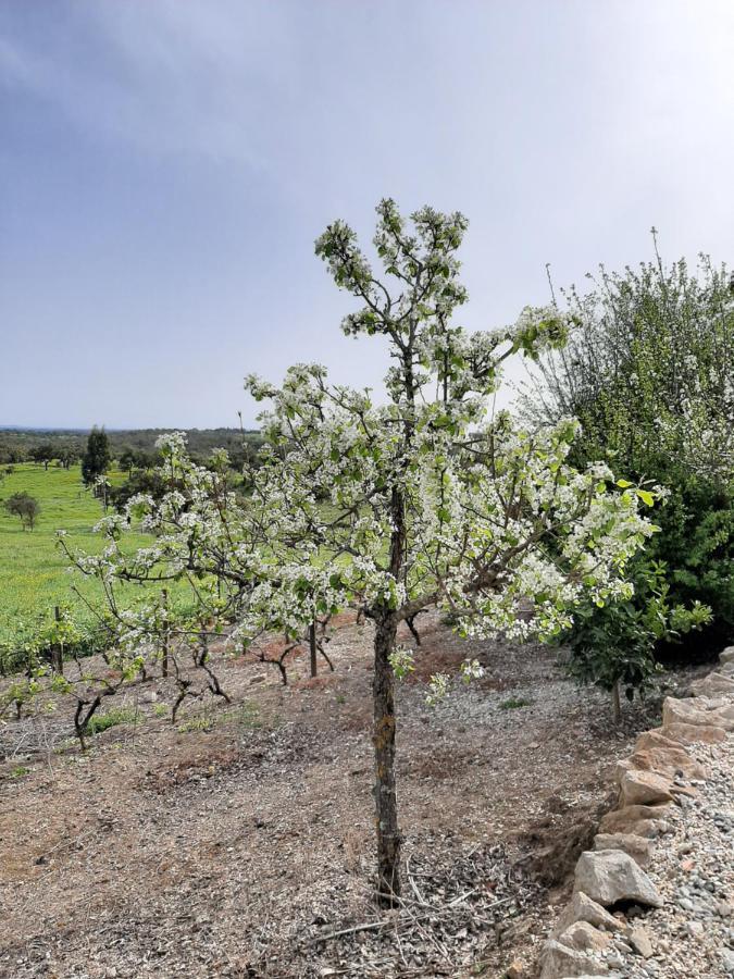 Monte Da Casa Branca By Hi Alentejo Villa São Bartolomeu da Serra Eksteriør billede